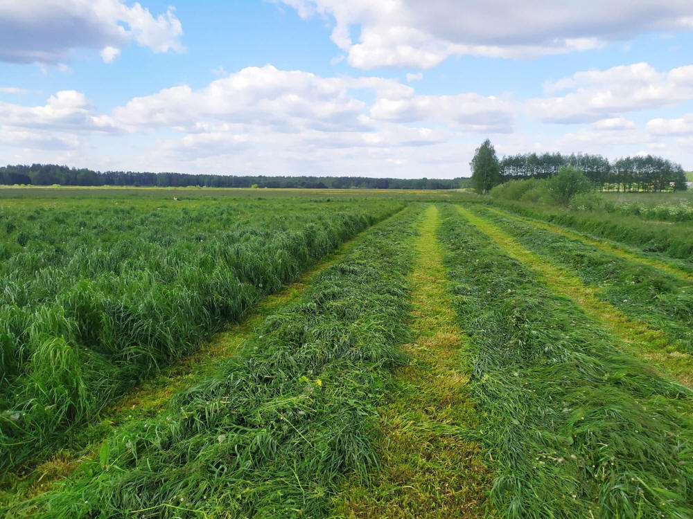 Mieszanki traw, trawniki sportowe, trawy, trawy pastwiskowe Polskie Nasiona Traw