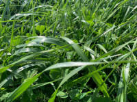 Mieszanki traw, murawa sportowa, trawy, trawy pastwiskowe. Nasiona traw polskich